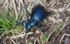 Meloe violaceus